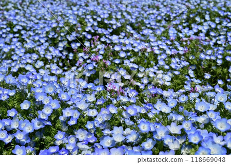 A field of nemophila flowers blooming on Miharashi Hill in Hitachi Seaside Park. A field of nemophila flowers blooming on Miharashi Hill in Hitachi Seaside Park. 118669048