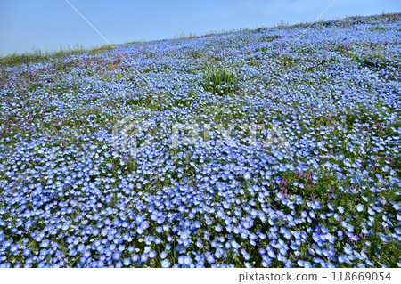 A field of nemophila flowers blooming on Miharashi Hill in Hitachi Seaside Park. A field of nemophila flowers blooming on Miharashi Hill in Hitachi Seaside Park. 118669054