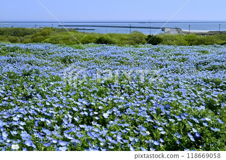 Nemophila flower fields and Ibaraki Port blooming on Miharashi Hill in Hitachi Seaside Park Nemophila flower fields and Ibaraki Port blooming on Miharashi Hill in Hitachi Seaside Park 118669058