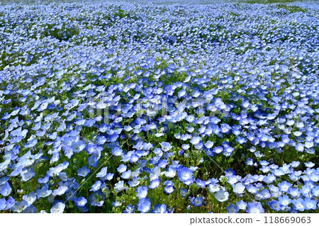 Nemophila flower fields blooming on Miharashi Hill in Hitachi Seaside Park Nemophila flower fields blooming on Miharashi Hill in Hitachi Seaside Park 118669063