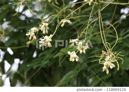 Sophora japonica tree, used for herbal medicine and dyes 118669128