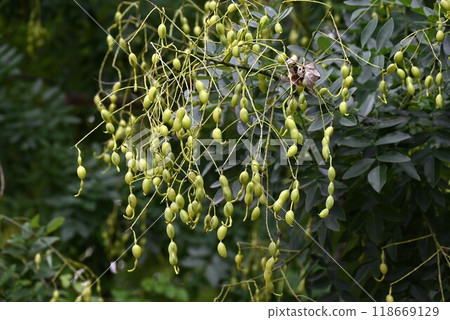 Sophora japonica tree, used for herbal medicine and dyes 118669129