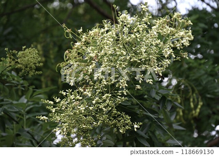 圓珠木，槐樹，用於草藥和染料 118669130