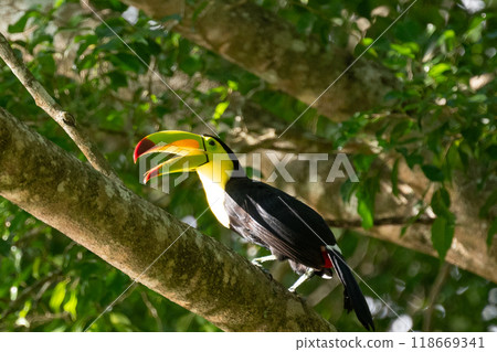 A large and colorful beaked toucan. A large and colorful beaked toucan. A large and colorful beaked toucan. A large and colorful beaked toucan. 118669341