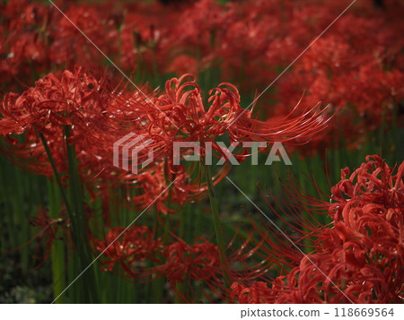 Beautiful cluster amaryllis 118669564