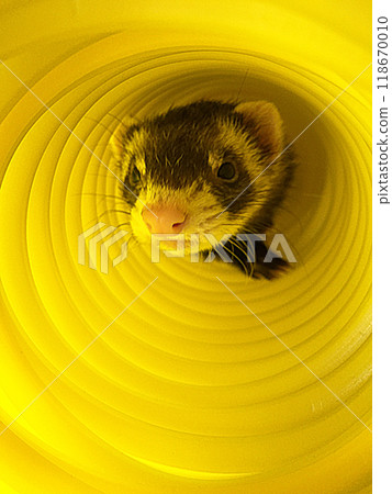 Ferret playing in a yellow tunnel Ferret playing in a yellow tunnel 118670010