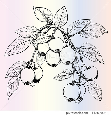 Fruit Ximenia Coloring Page For Kids Fruit Ximenia Coloring Page For Kids 118670062