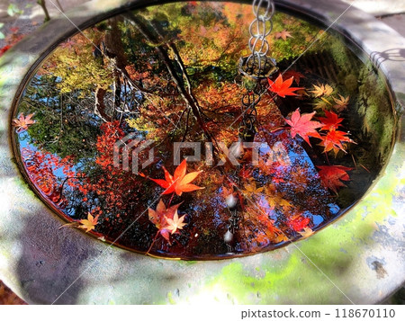 Autumn leaves 118670110