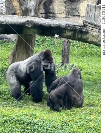 Gorilla Gorilla 118670111