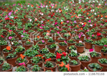Large quantity of garden pots with colorful waller's balsamine placed on the ground Large quantity of garden pots with colorful waller's balsamine placed on the ground 118670188