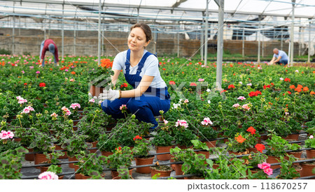 female employee in overalls of large greenhouse checks young large - flowered geranium shoots. female employee in overalls of large greenhouse checks young large - flowered geranium shoots. 118670257