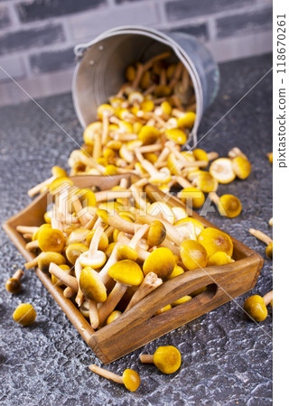 Edible honey mushrooms on the dark table 118670261