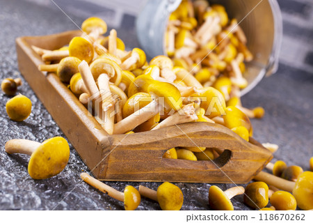 Edible honey mushrooms on the dark table 118670262