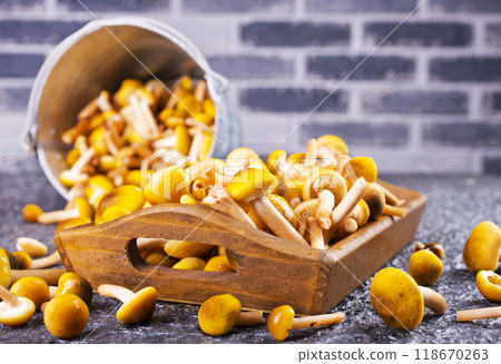 Edible honey mushrooms on the dark table 118670263