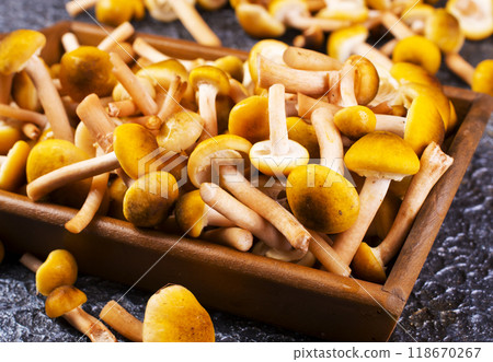 Edible honey mushrooms on the dark table 118670267