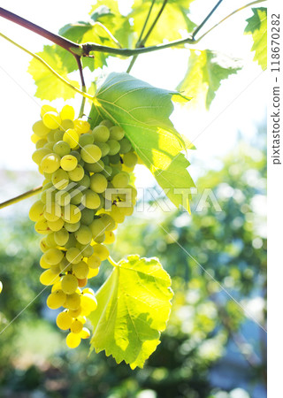 A bunch of white grapes between the grape leaves 118670282