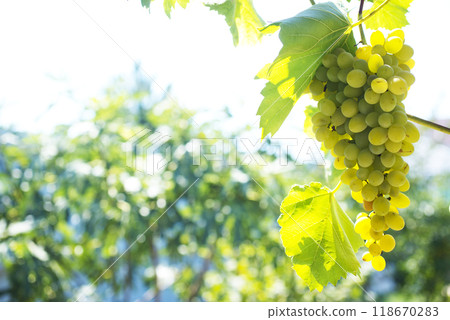 A bunch of white grapes between the grape leaves 118670283