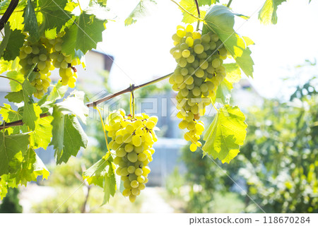 A bunch of white grapes between the grape leaves 118670284