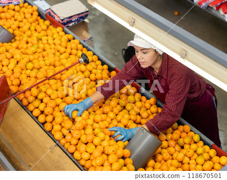 Female worker of fruit factory sorting tangerines on conveyor belt 118670501