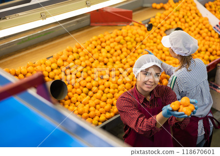 Two cheerful female workers hold ripe fresh sorted tangerines in their palms. Top view. Two cheerful female workers hold ripe fresh sorted tangerines in their palms. Top view. 118670601