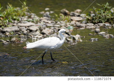 Egret searching for food 118671074