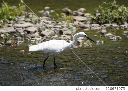 Egret searching for food 118671075