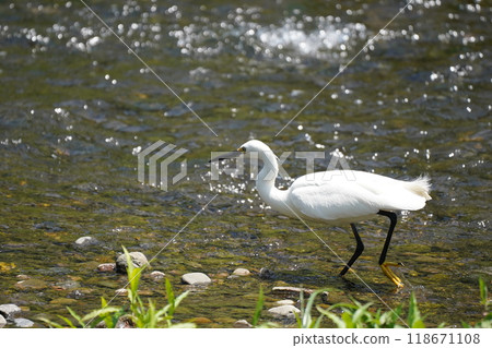 Egret searching for food Egret searching for food 118671108