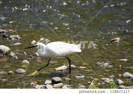 Egret searching for food Egret searching for food 118671117