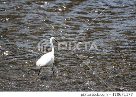 Egret searching for food 118671177