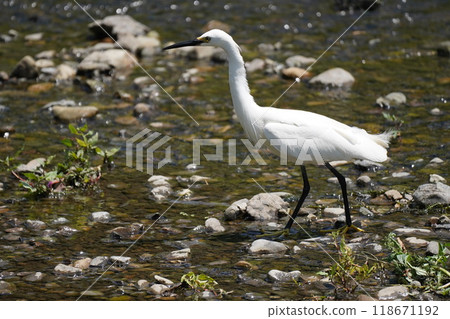 Egret searching for food 118671192