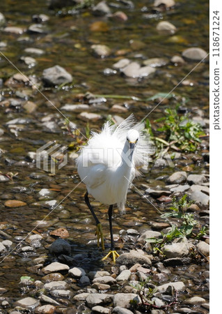 Egret searching for food 118671224