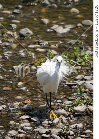 Egret searching for food 118671226