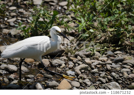尋找食物的白鷺 118671232