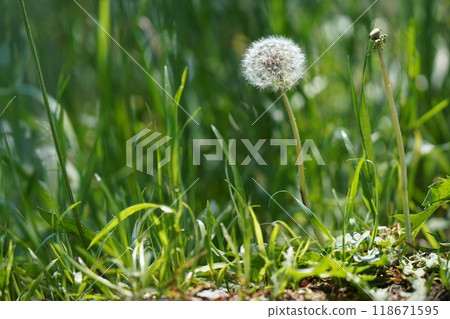 Dandelion 118671595