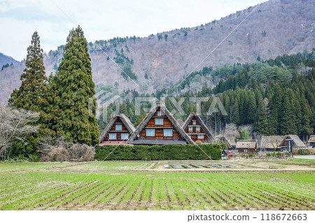 插秧前稻田中的白川鄉合掌式房屋 插秧前稻田中的白川鄉合掌式房屋 118672663
