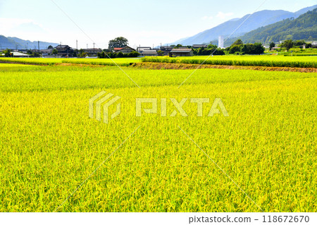 Scenery of Takekawa Town, Hokuto City, Yamanashi Prefecture / Looking towards Mt. Fuji (Hokuto City, Yamanashi Prefecture) [September 2024] 118672670