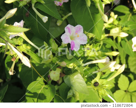 Clematis flowers starting to bloom Clematis flowers starting to bloom 118672804