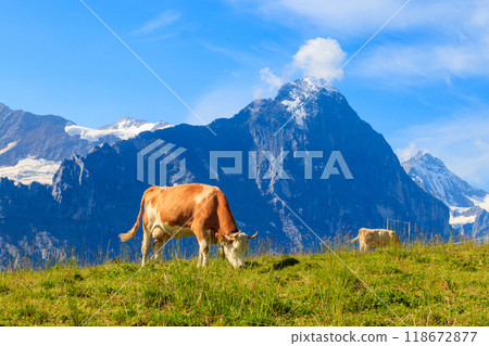 Herd of cows grazing on a green alpine meadow in the Swiss Alps, Switzerland Herd of cows grazing on a green alpine meadow in the Swiss Alps, Switzerland 118672877