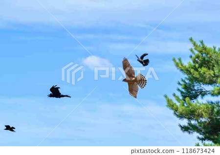 Goshawk young bird Goshawk young bird 118673424