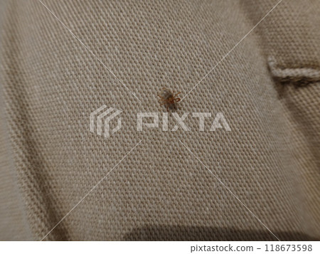 A tick relative on trousers 118673598