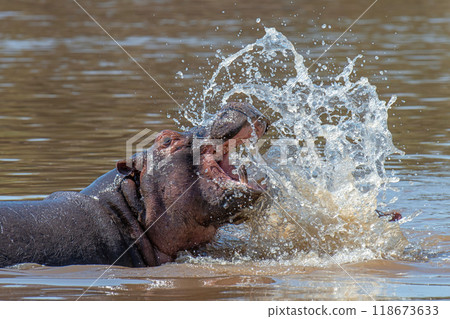 Hippo in water with many splash, Kenya, Africa 118673633