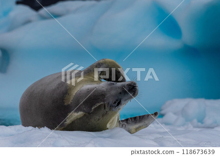 Crabeater Seal resting on a sheet of ice 118673639