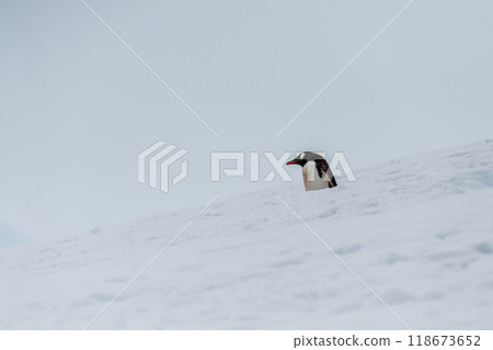 Gentoo colony at Danco Island 118673652
