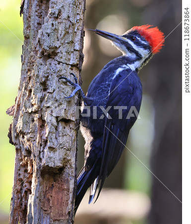 Pileated woodpecker portrait sitting on a tree trunk into the forest, Quebec, Canada 118673864