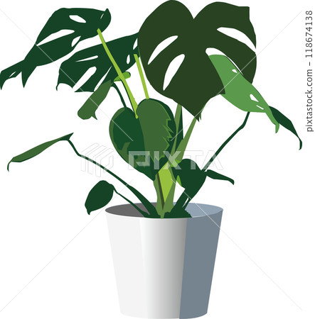 Foliage plant Foliage plant 118674138