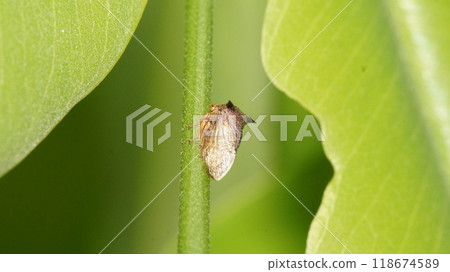 Centrotus cornutus (thorn-hopper) insect 118674589