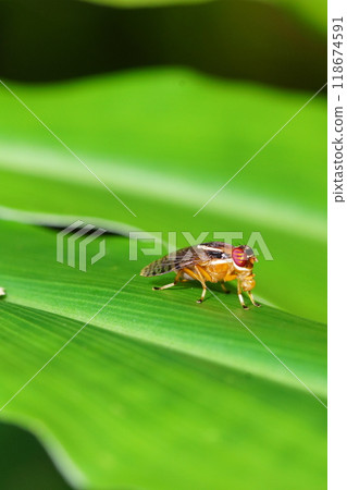 A common fly (Dryomyzidae) on a leaf A common fly (Dryomyzidae) on a leaf 118674591