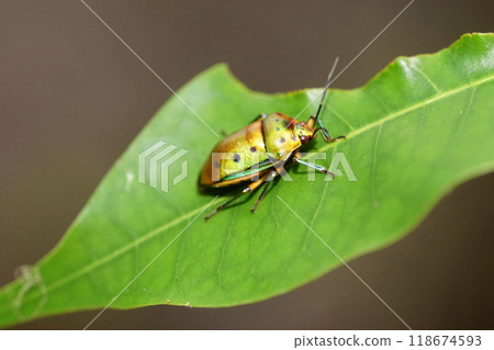 Mangrove shield bug (calliphara nobilis) on a leaf Mangrove shield bug (calliphara nobilis) on a leaf 118674593