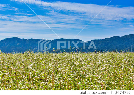 Ichijodani Asakura Clan Ruins - Autumn of the Red Spider Lily 118674792