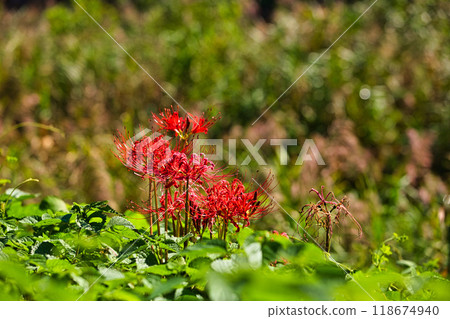 Ichijodani Asakura Clan Ruins - Autumn of the Red Spider Lily Ichijodani Asakura Clan Ruins - Autumn of the Red Spider Lily 118674940